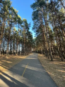 Paved path lined with tall pine trees stretching into the distance under a clear blue sky, with dappled shadows across the ground