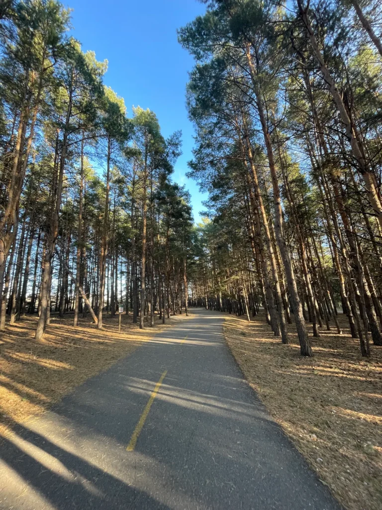 Paved path lined with tall pine trees stretching into the distance under a clear blue sky, with dappled shadows across the ground