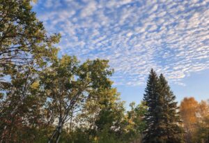 Mixed forest of birch and conifer trees in autumn, with golden foliage against a blue sky with wispy clouds