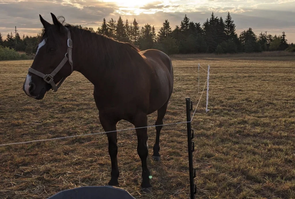 Black horse wearing a halter standing in a pasture at sunset, tethered to a fence post with coniferous forest in the background