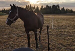 Black horse wearing a halter standing in a pasture at sunset, tethered to a fence post with coniferous forest in the background