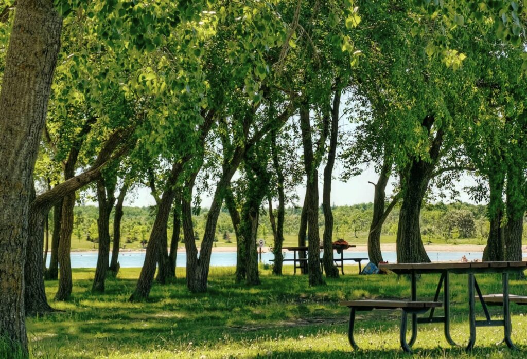 Picnic tables beneath tall trees in a waterfront park on a sunny day, with a lake visible in the background