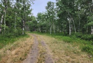 A dirt trail stretches through a birch forest with tall white-barked trees lining both sides, green foliage overhead, and dry grass and vegetation along the path under a clear blue sky