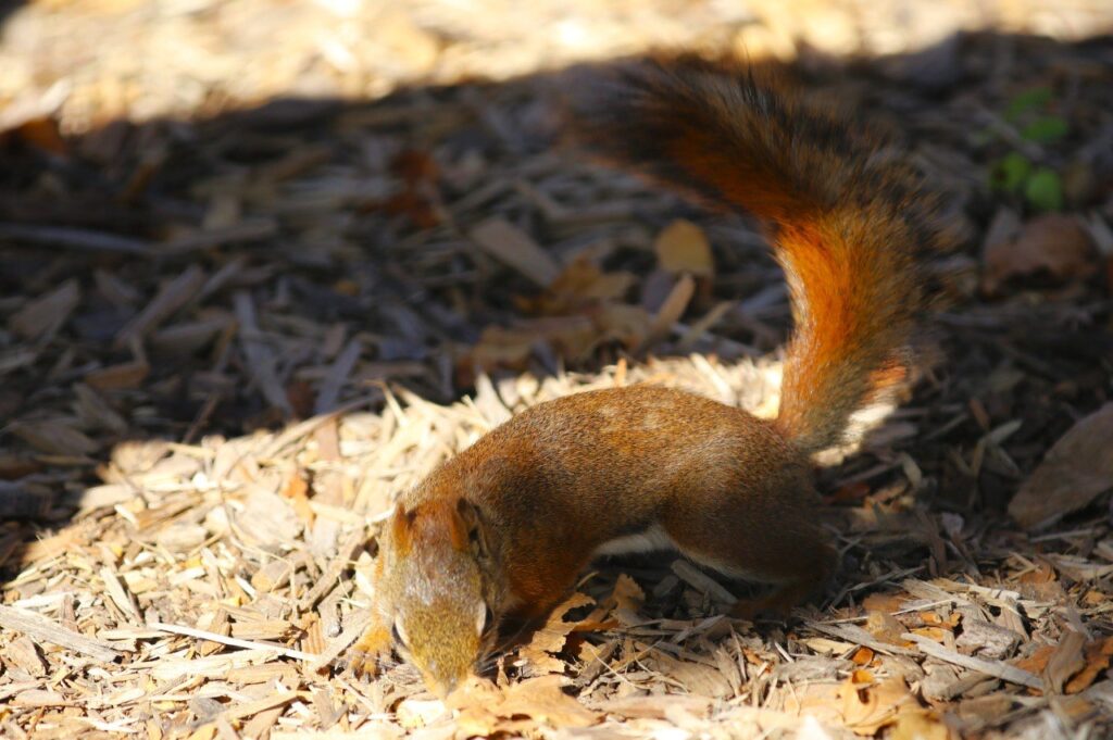 Squirrel foraging on wood chips and dark mulch, with bushy tail raised