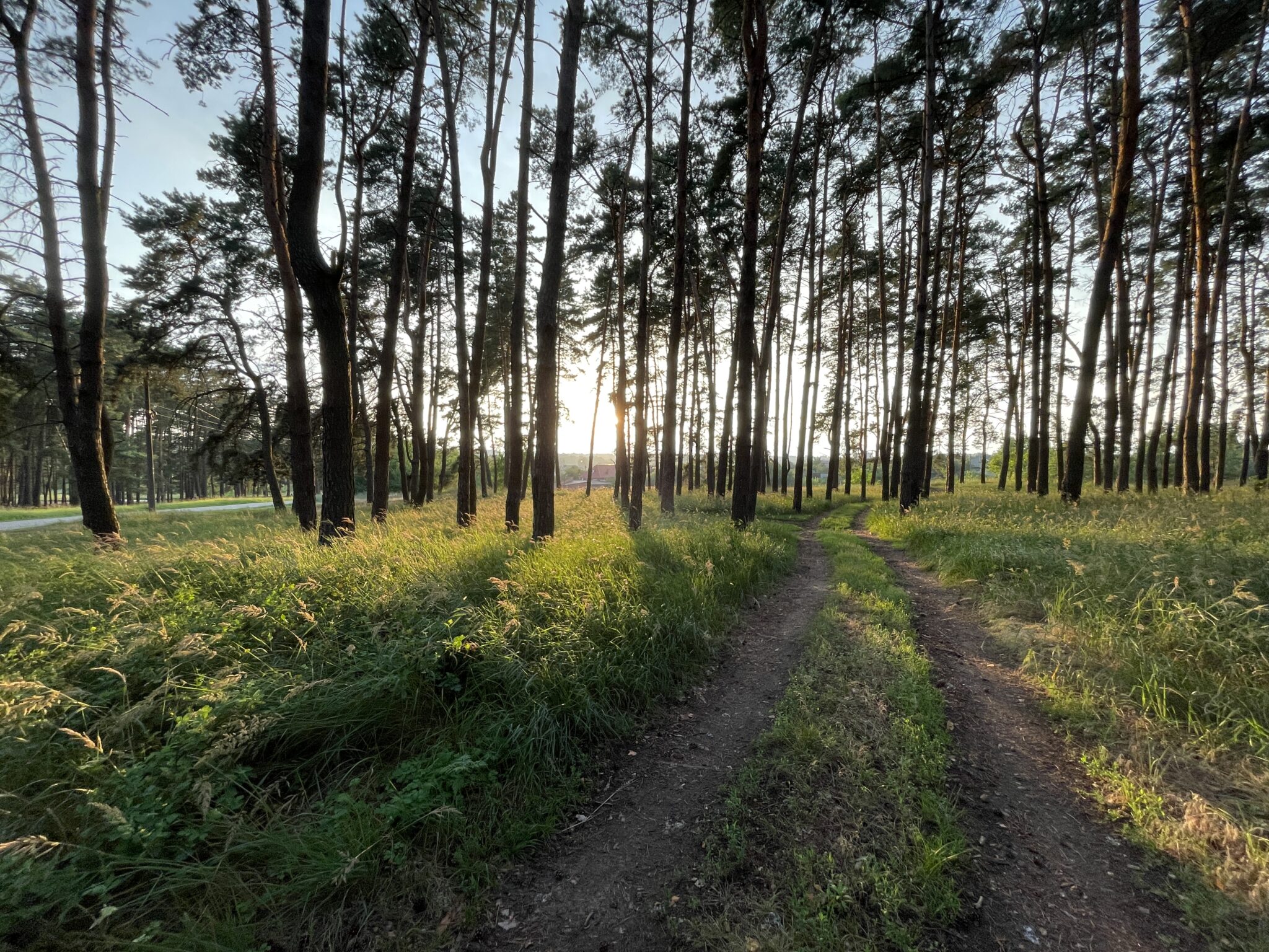 A dirt path runs through a tall pine forest with grass and undergrowth on both sides, leading toward a distant horizon with sunlight breaking through the trees