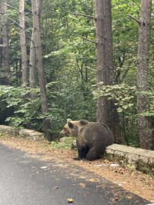 Brown bear walking on a forest path surrounded by tall trees and dense green foliage