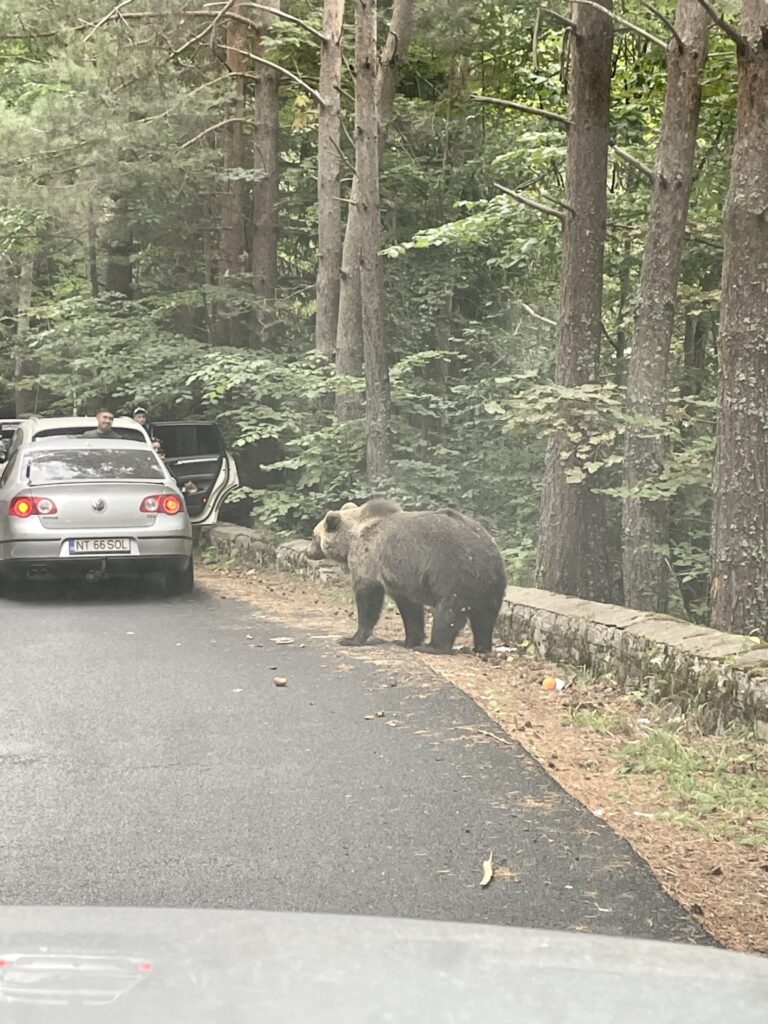 A brown bear walks across a paved road in a forested area while a silver car with occupants is parked nearby among tall trees