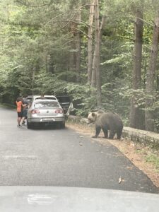 A brown bear walks on a forest road near a parked car where two people stand at a safe distance, surrounded by tall trees