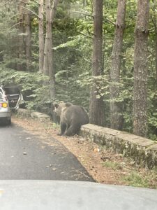 Brown bear walking along a paved road beside a stone wall in a forested area, with a parked vehicle visible in the background