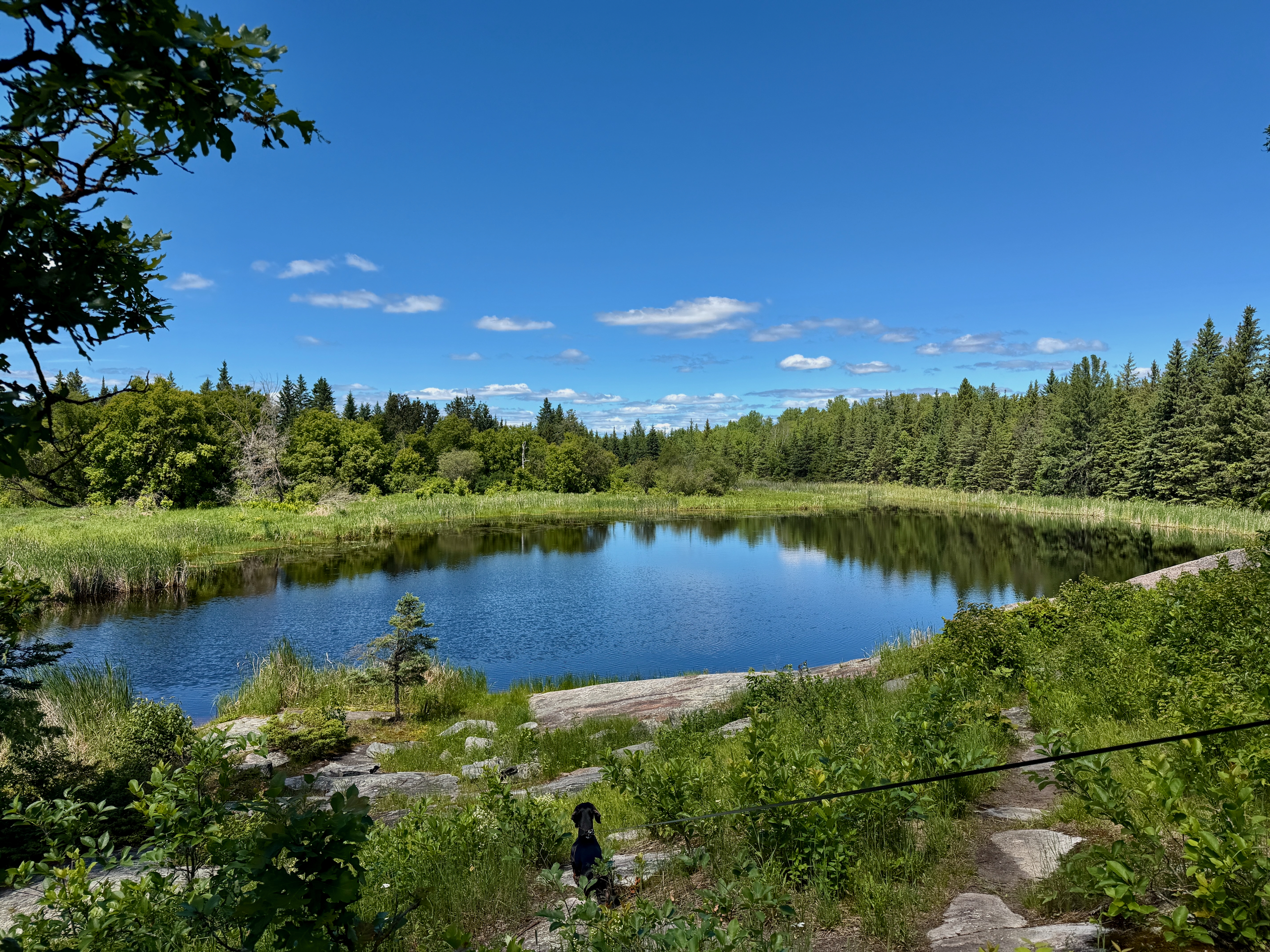 A calm lake surrounded by boreal forest, with coniferous and deciduous trees lining the shoreline, rocky outcrops in the foreground, and a clear blue sky with scattered clouds