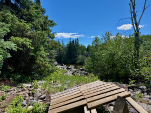 Wooden boardwalk overlooking a rocky shoreline with coniferous and deciduous trees, clear blue sky, and a dead tree on the right side of a Canadian wilderness landscape