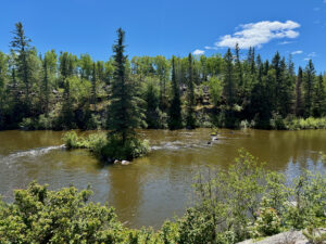 River flowing through a boreal forest landscape with coniferous and deciduous trees under a clear blue sky