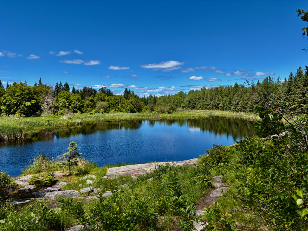 Calm lake surrounded by coniferous and deciduous forest under clear blue sky, with rocky shoreline and marsh vegetation in foreground