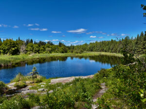 Calm lake surrounded by coniferous and deciduous forest under clear blue sky, with rocky shoreline and marsh vegetation in foreground