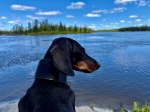 Black and tan dog wearing a collar, sitting on a beach and gazing out at a calm lake with coniferous forest and blue sky in the background