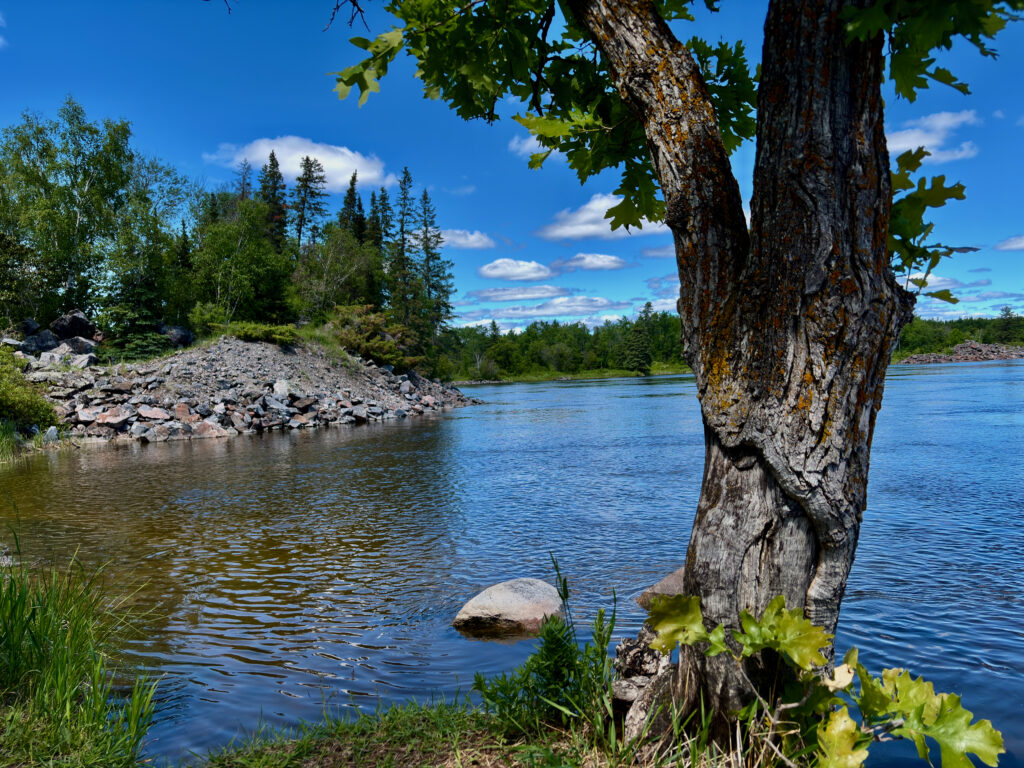 Gnarled birch tree on a rocky shoreline overlooking a calm blue river, with coniferous forest and clear sky in the background