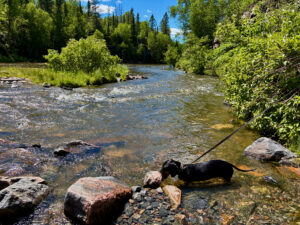 Black dog wading in a clear river surrounded by rocks, with dense coniferous and deciduous forest lining both banks under a blue sky