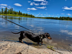 Black dachshund on a leash wading in a calm lake surrounded by coniferous forest under a blue sky with white clouds