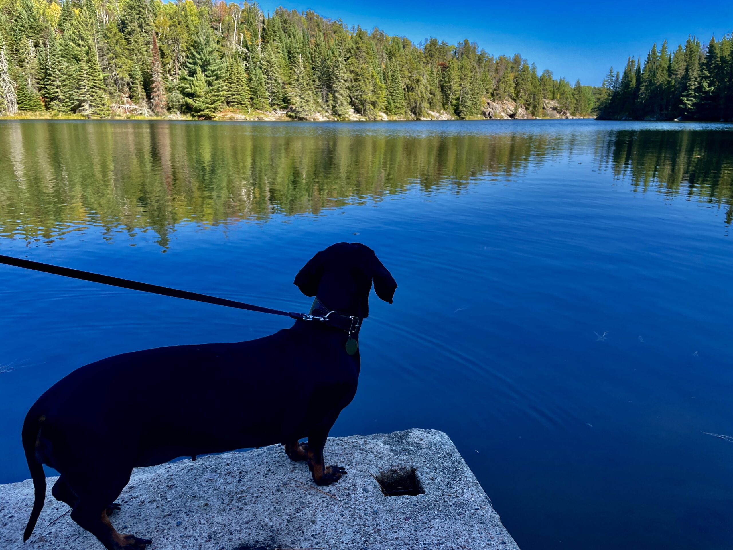 Dog on a rocky shoreline gazing across a calm blue lake surrounded by coniferous forest under clear sky
