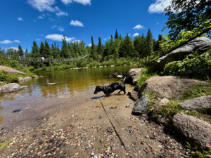 Black dog wading in a shallow river surrounded by rocky shores, coniferous forest, and a suspension bridge spanning the water under a clear blue sky