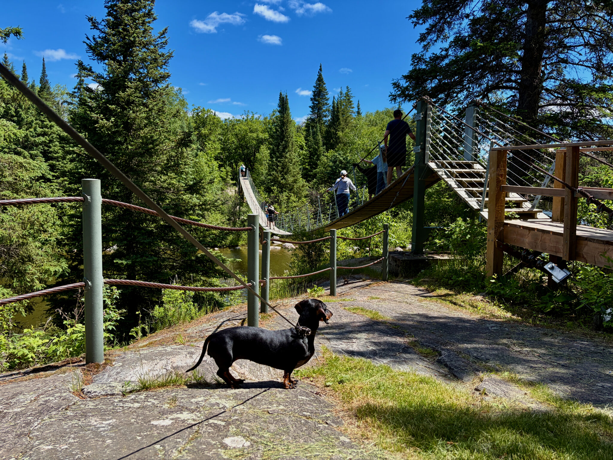 A black dachshund on a leash stands on a forest trail with wooden bridges and railings, surrounded by coniferous trees and a small stream, with hikers visible on the elevated walkway ahead