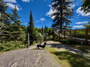 A black dog stands on a gravel path surrounded by wooden railings and decking, with coniferous forest and blue sky in the background