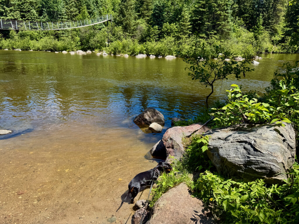A black dog wades in shallow water along a rocky shoreline, with dense green forest and a suspension bridge visible across the river