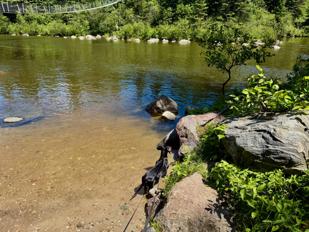 Black dog on a leash exploring a rocky riverbank with clear shallow water, boulders, and dense green forest in the background under a suspension bridge