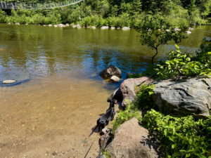Black dog on a leash exploring a rocky riverbank with clear shallow water, boulders, and dense green forest in the background under a suspension bridge