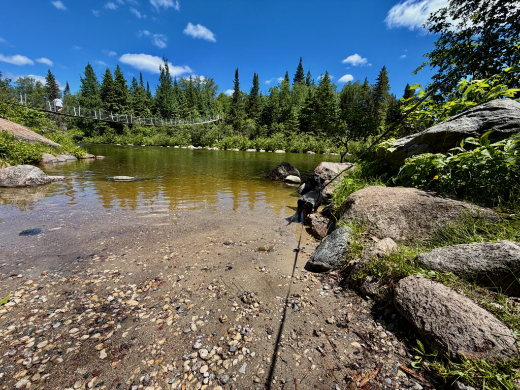 Dog on a rocky shoreline of a calm lake surrounded by coniferous forest and a suspension bridge in the distance under a clear blue sky
