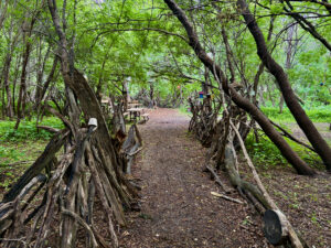 Wooded park pathway lined with gnarled tree roots and branches, leading to picnic tables and recreational areas beneath a dense green canopy