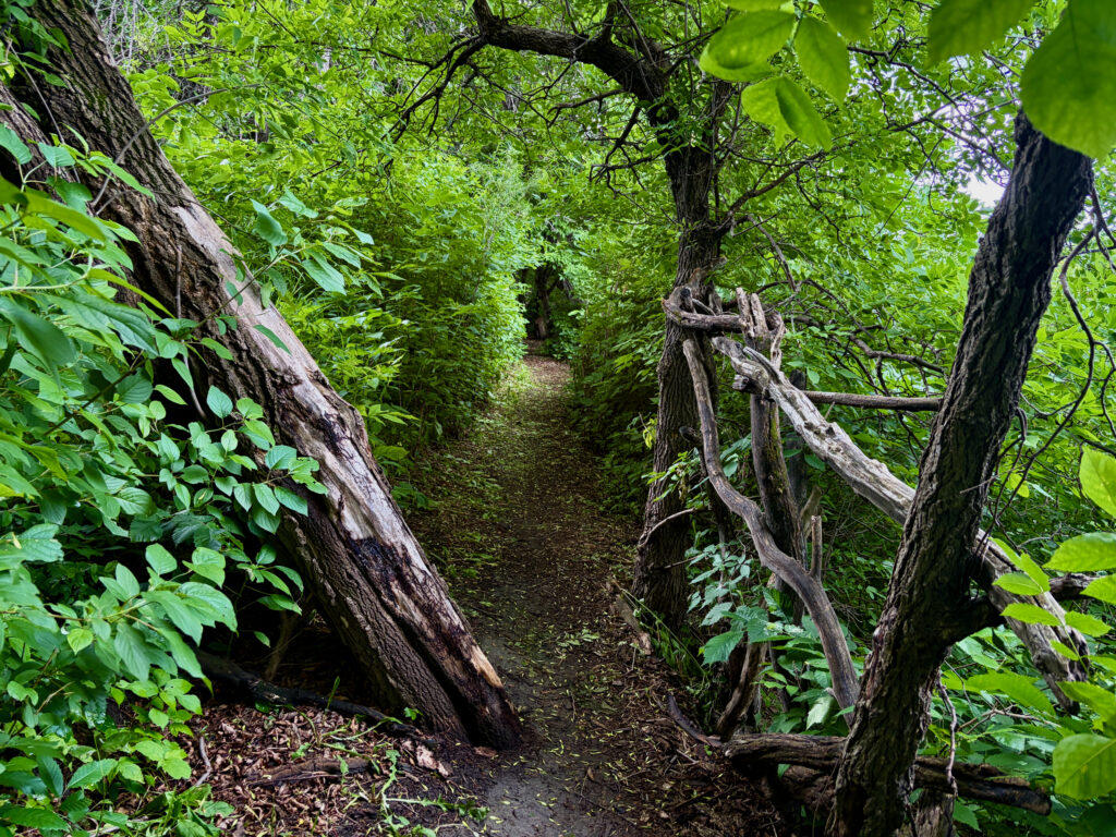 Narrow forest trail bordered by dark tree trunks and dense green foliage, with a weathered wooden fence rail on the right side