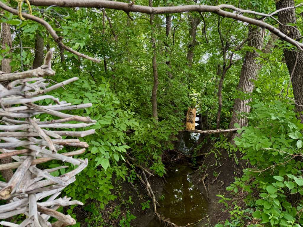 Orange tabby bear perched on a branch over a stream in a dense forest surrounded by green foliage and bare branches