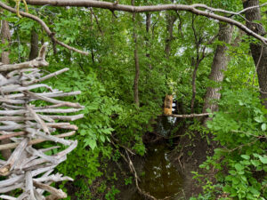 Orange tabby bear perched on a branch over a stream in a dense forest surrounded by green foliage and bare branches