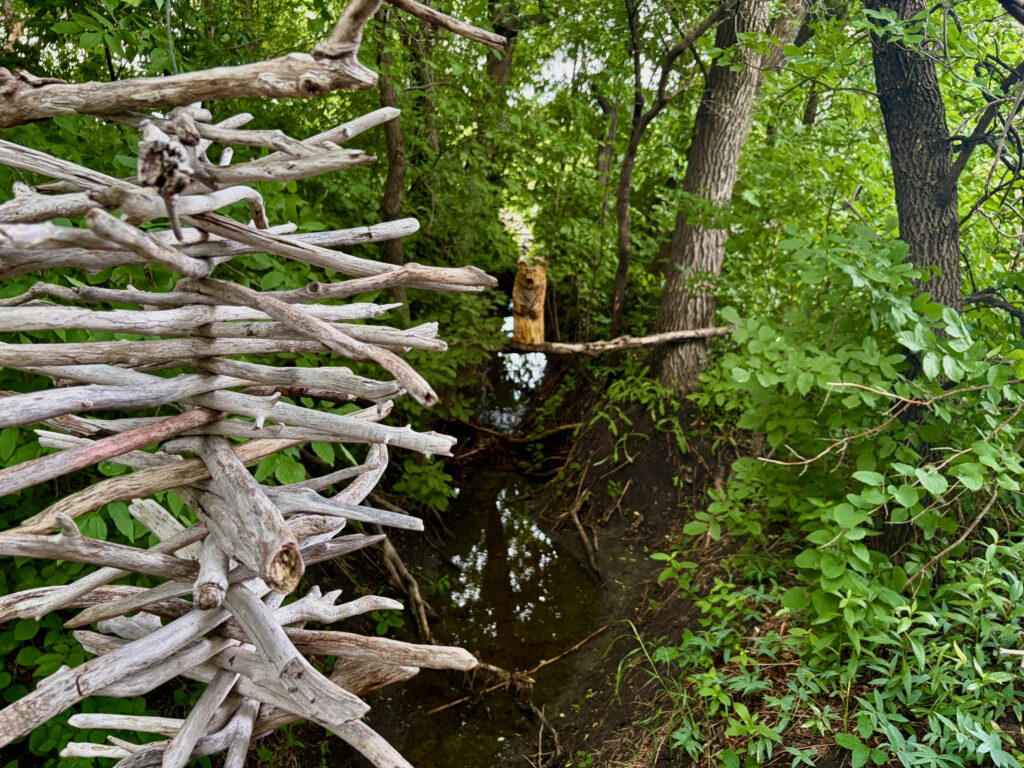 Weathered driftwood branches frame a woodland stream surrounded by dense green foliage and tall trees, with a beaver-chewed tree stump visible across the water