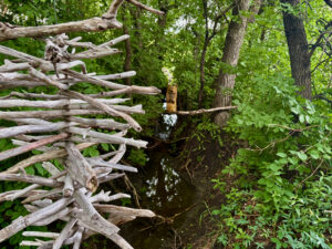 Weathered driftwood branches frame a woodland stream surrounded by dense green foliage and tall trees, with a beaver-chewed tree stump visible across the water