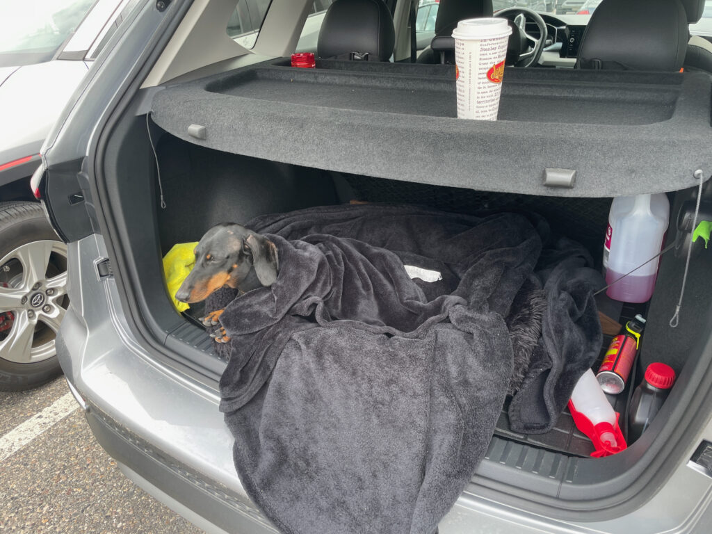 Small black and tan dachshund wearing a dark jacket, resting in a car boot lined with blankets and towels, with a yellow toy nearby and various supplies stored around it