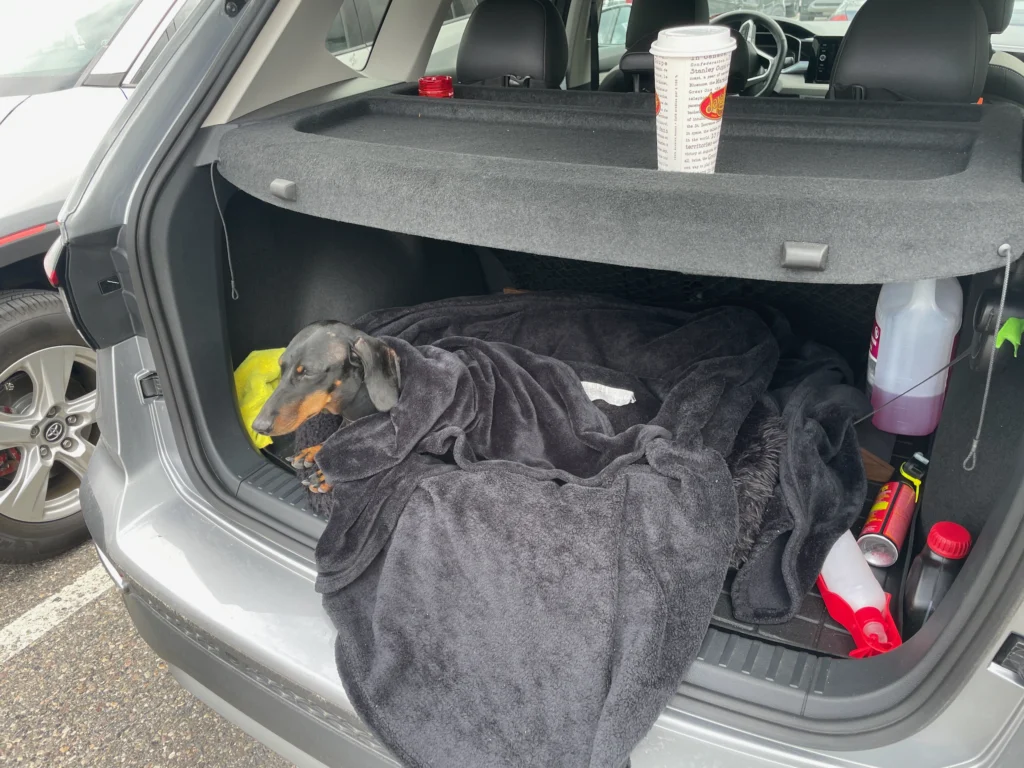 Small black and tan dachshund wearing a dark jacket, resting in a car boot lined with blankets and towels, with a yellow toy nearby and various supplies stored around it