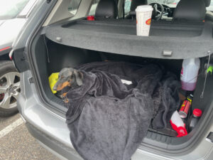 Small black and tan dachshund wearing a dark jacket, resting in a car boot lined with blankets and towels, with a yellow toy nearby and various supplies stored around it