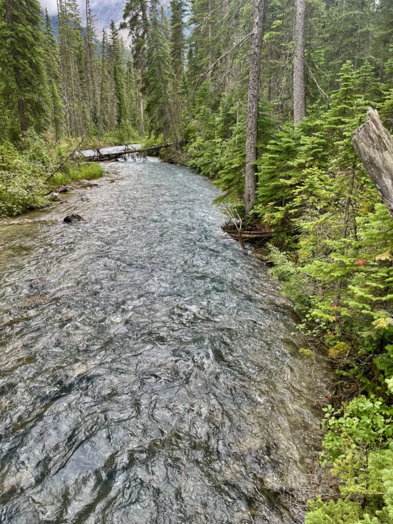 Clear stream flowing through a dense coniferous forest with tall evergreen trees, fallen logs, and mountains visible in the distance