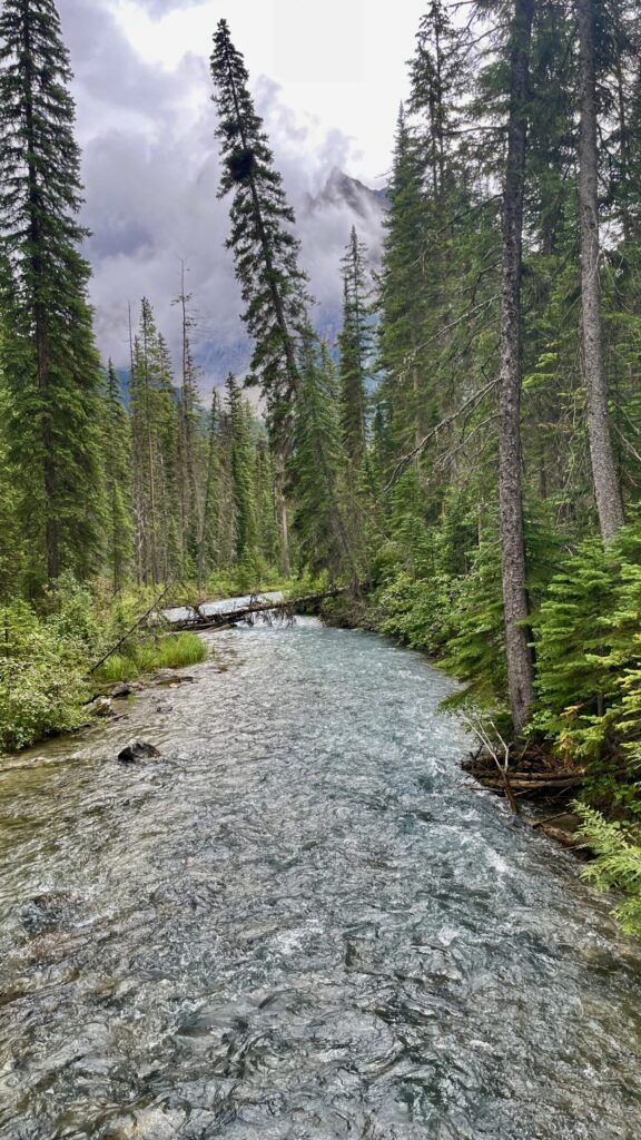 Clear stream flowing through a dense coniferous forest with tall evergreen trees, fallen logs crossing the water, lush green undergrowth, and snow-capped mountains visible in the misty distance