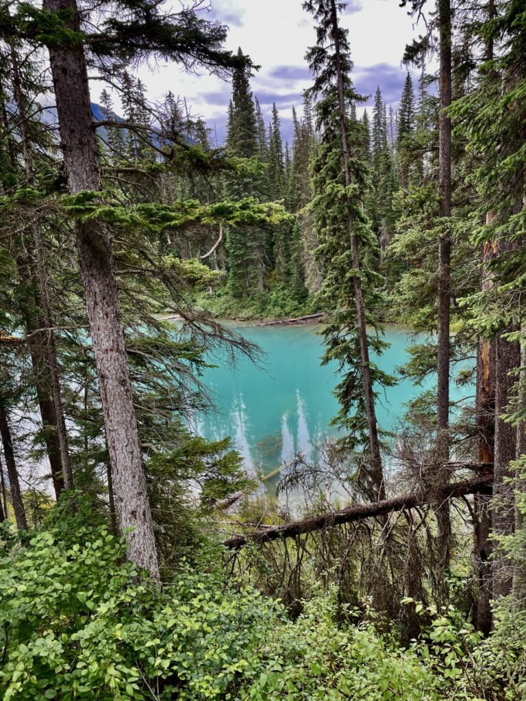 Turquoise alpine lake framed by dense coniferous forest with tall evergreen trees, fallen logs, and mountain peaks visible in the distance under a partly cloudy sky