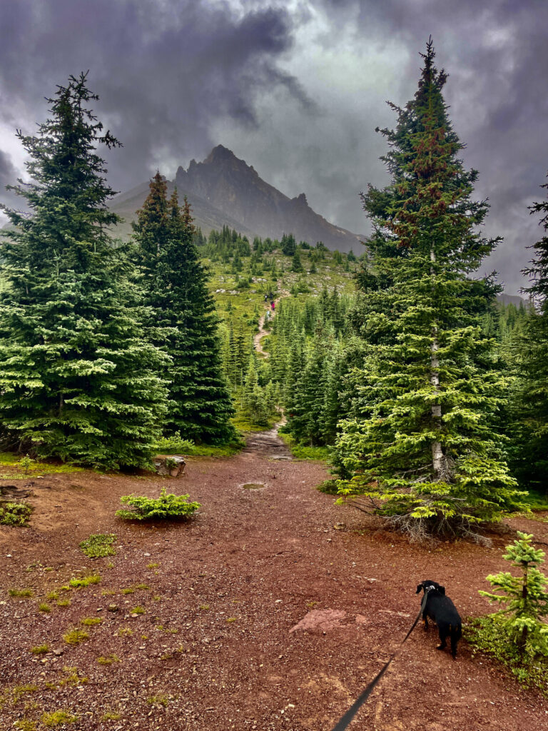 Dog on a hiking trail lined with coniferous trees, with a jagged mountain peak and stormy sky in the background