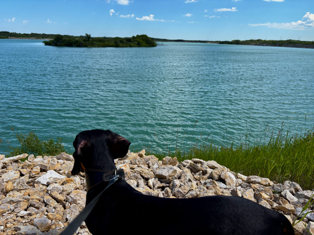 Black dog sitting on rocky shoreline, gazing at calm blue water with forested islands and clear sky in the background