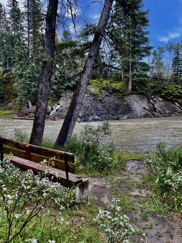 Wooden bench on a riverbank overlooking a silty river, with tall coniferous trees and moss-covered rocks along the forested shoreline under a blue sky