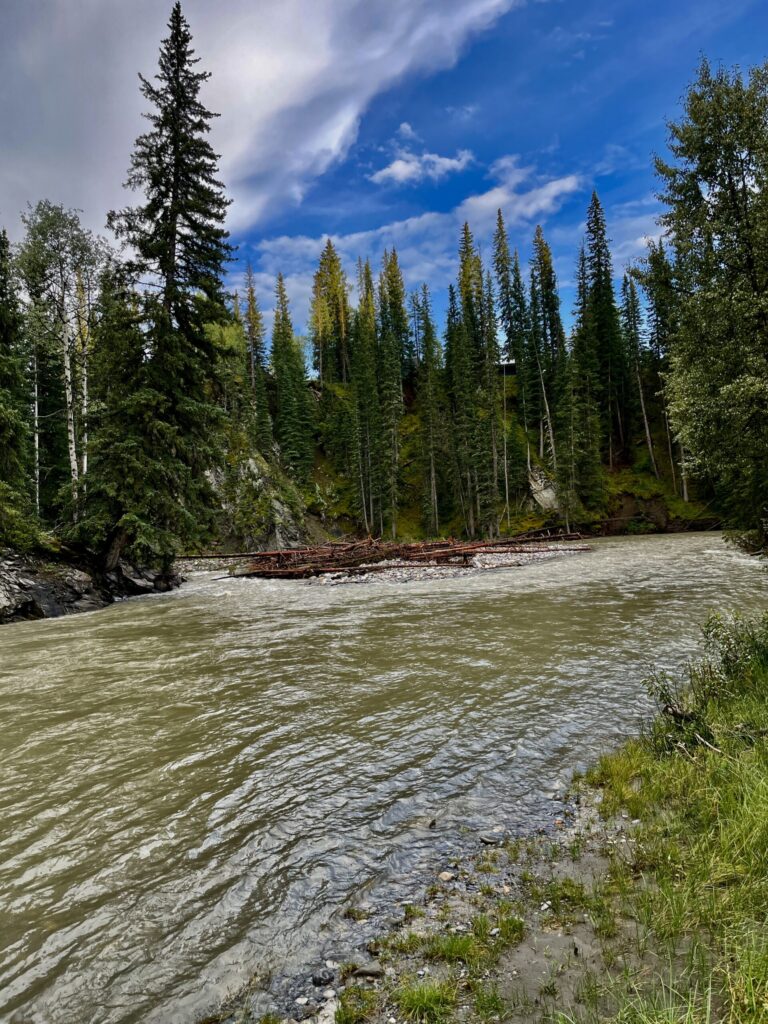 Glacial river flowing through a boreal forest landscape with coniferous trees, fallen logs, and clear blue sky