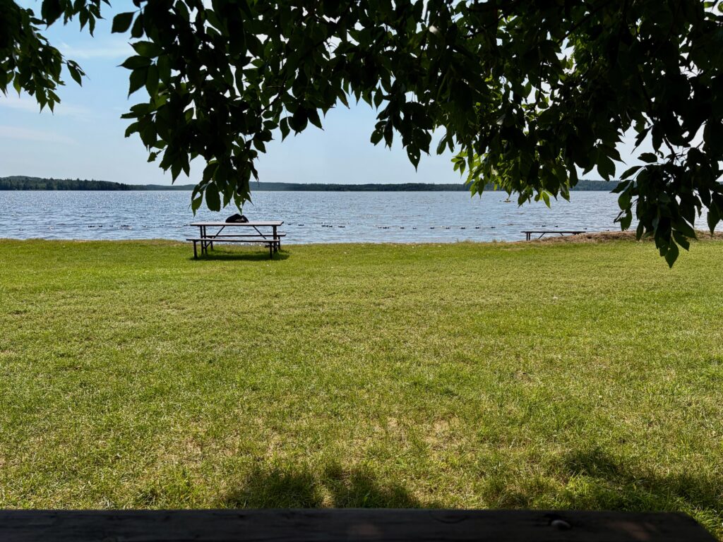 Picnic table on a grassy lakeside beach with tree branches framing the view and a forested shoreline across the water