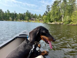Black and tan dog with tongue out sitting in a boat on a lake surrounded by coniferous forest and waterfront homes