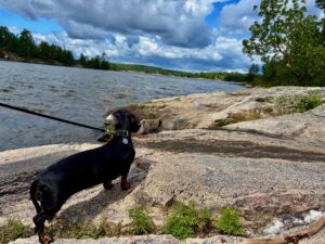 Black dachshund on leash standing on rocky shoreline overlooking a lake, with forested hills and cloudy sky in the background