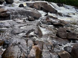 Turbulent river with whitewater cascading over dark boulders and rocky outcrops, surrounded by evergreen forest